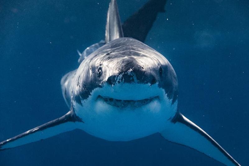 Great White Shark up close
