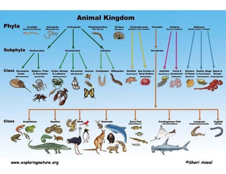 Marine Classification Chart