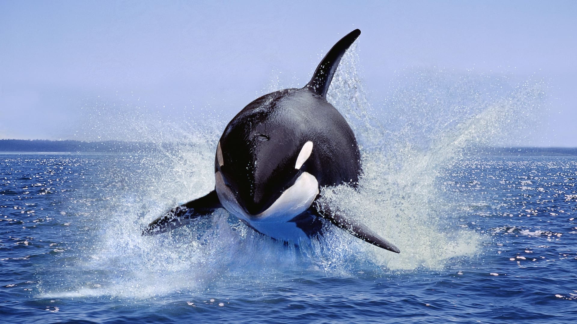 The Ocean’s Ultimate Apex Predator: 15 Mind-Blowing Facts About Orcas That Will Change How You See These Magnificent Mammals