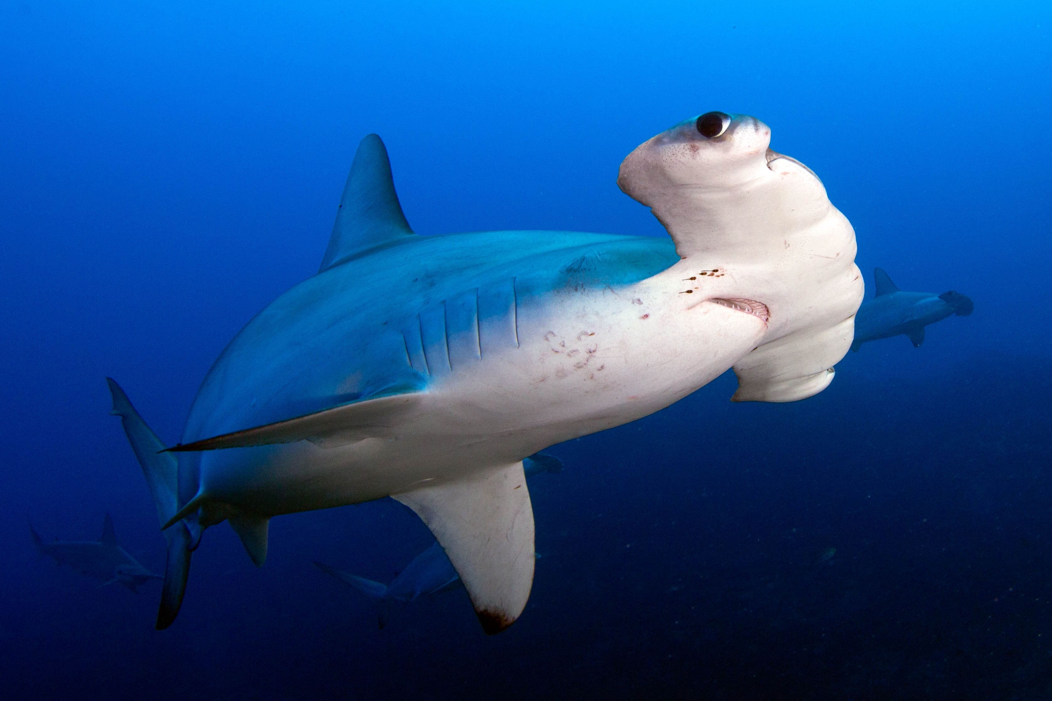 Hammerhead shark, Mikimoto, Japan