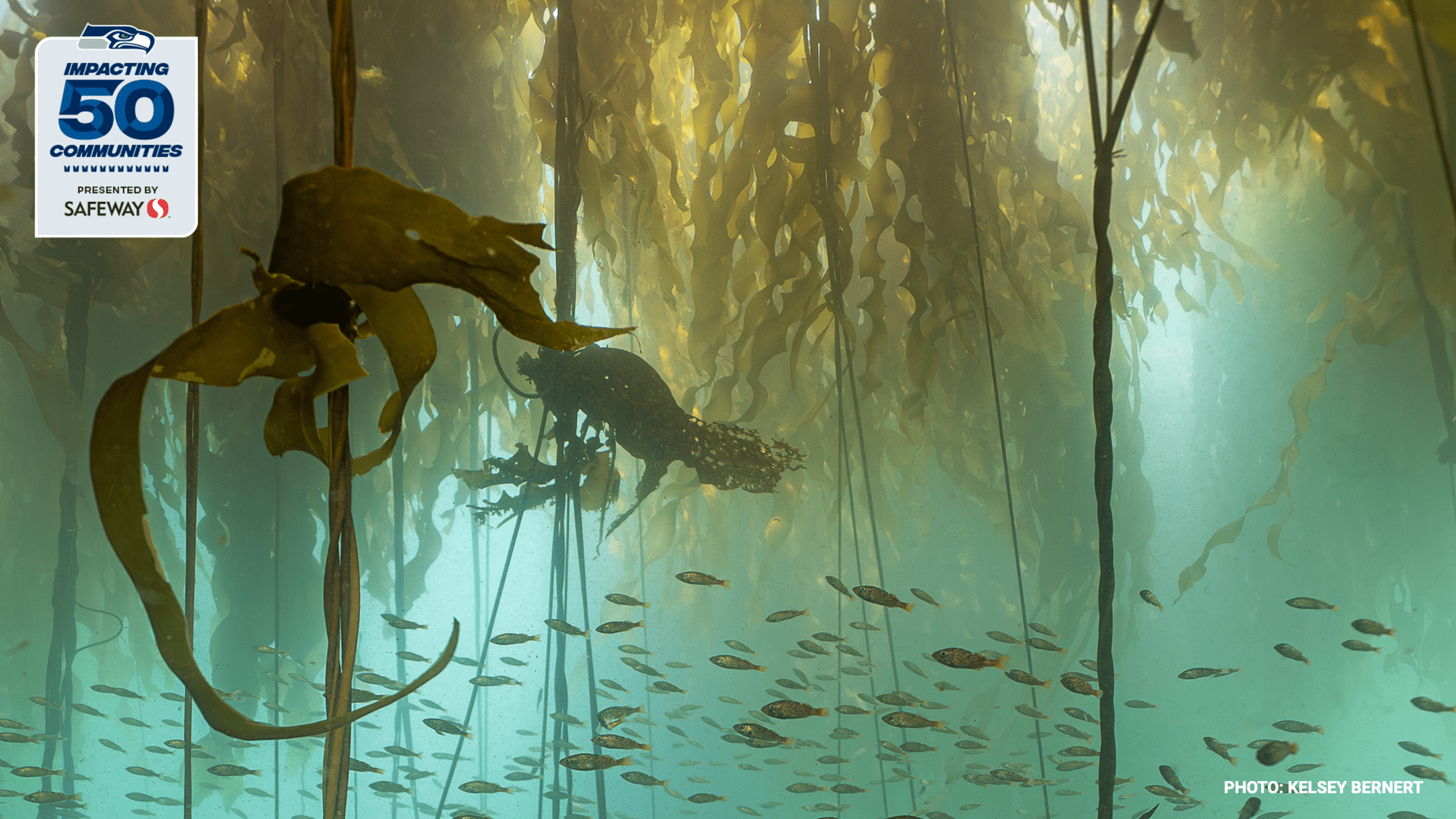Underwater kelp forest scene showing brown kelp fronds swaying above schools of fish in sunlit blue-green water with Seahawks Impacting 50 Communities logo